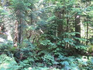 Picture of Point Roberts Parcel Number 405312-125434